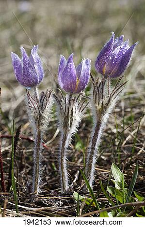 Three Prairie Crocuses With Water Droplets; Calgary Alberta Canada View Large Photo Image Stock Image - Three Prairie Crocuses With Water Droplets; Calgary Alberta Canada. Fotosearch