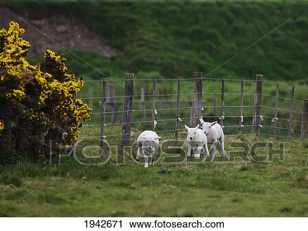 Three Sheep Stand In A Field Along A Fence; Northumberland England View Large Photo Image Stock Image - Three Sheep Stand In A Field Along A Fence; Northumberland England. Fotosearch