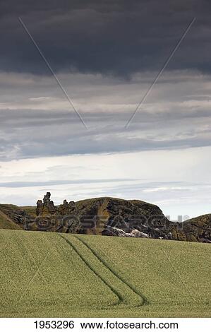 Stock Photograph - tire tracks across a field; st. abb's head scottish borders scotland. Fotosearch