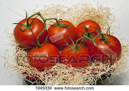 Stock Photo - tomatoes in a basket with organic labels; waterloo quebec canada. Fotosearch