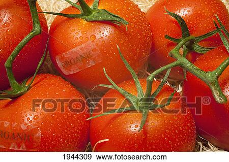 Stock Photo - tomatoes labeled organic; waterloo quebec canada. Fotosearch
