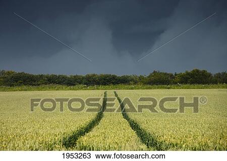 tracks in a rural field under a dark stormy sky; northumberland england View Large Photo Image Stock Image - tracks in a rural field under a dark stormy sky; northumberland england. Fotosearch