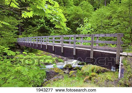 Stock Photo - Trail Along Tanner Creek In Columbia River Gorge National Scenic Area In The Pacific Northwest; Oregon United States Of America. Fotosearch