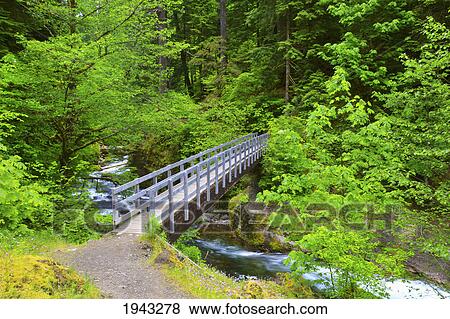 Stock Photo - Trail Along Tanner Creek In Columbia River Gorge National Scenic Area In The Pacific Northwest; Oregon United States Of America. Fotosearch