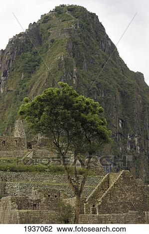 Stock Image - Tree At Machu Picchu; Peru. Fotosearch