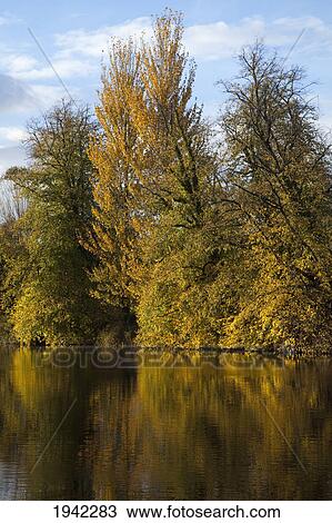 Stock Image - Trees Along The Shoreline Of River Blackwater In Autumn; Fermoy County Cork Ireland. Fotosearch