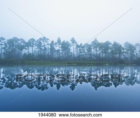 Trees Along The Shoreline Reflected In The Tranquil Water; Pensacola Florida United States Of America View Large Photo Image Stock Image - Trees Along The Shoreline Reflected In The Tranquil Water; Pensacola Florida United States Of America. Fotosearch