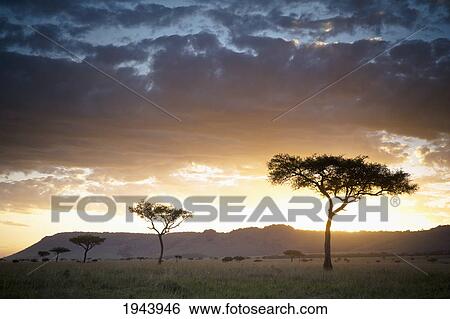 Stock Photograph - Trees And Animals Across An African Landscape At Sunset; Kenya. Fotosearch