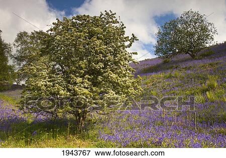 Stock Photo - Trees And Purple Wildflowers On A Hillside; Northumberland England. Fotosearch