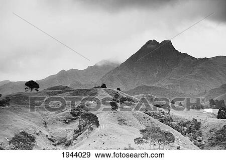 Trees Growing On A Rugged Landscape Under A Cloudy Sky; New Zealand View Large Photo Image Stock Photo - Trees Growing On A Rugged Landscape Under A Cloudy Sky; New Zealand. Fotosearch