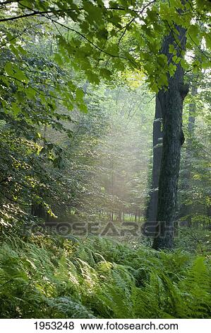 Stock Photo - trees in the woods in the early morning fog; iron hill quebec canada. Fotosearch