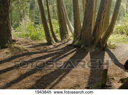 Stock Photography - Trees In Woodstock Gardens; Inistioge County Kilkenny Ireland. Fotosearch