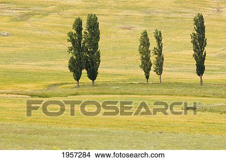 trees on a grassy field; montejaque malaga andalusia spain View Large Photo Image Picture - trees on a grassy field; montejaque malaga andalusia spain. Fotosearch