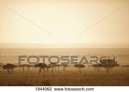 Stock Image - Trees On The Savannah At Sunset; Masai Mara Kenya. Fotosearch