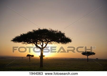 Stock Image - Trees On The Savannah With The Sun Glowing At Sunset; Masai Mara Kenya. Fotosearch