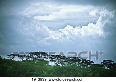 Trees Under A Cloudy Sky; Kenya View Large Photo Image Stock Photo - Trees Under A Cloudy Sky; Kenya. Fotosearch