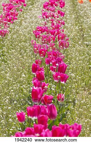 Stock Image - Tulips In A Field At Wooden Shoe Tulip Farm; Woodburn Oregon United States Of America. Fotosearch