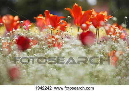 Stock Image - Tulips In A Field At Wooden Shoe Tulip Farm; Woodburn Oregon United States Of America. Fotosearch