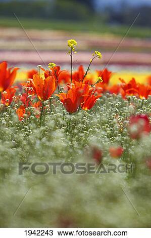 Stock Image - Tulips In A Field At Wooden Shoe Tulip Farm; Woodburn Oregon United States Of America. Fotosearch