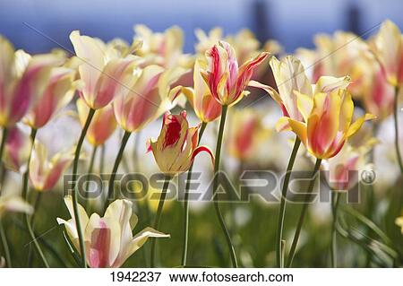 Stock Photo - Tulips In A Field At Wooden Shoe Tulip Farm; Woodburn Oregon United States Of America. Fotosearch