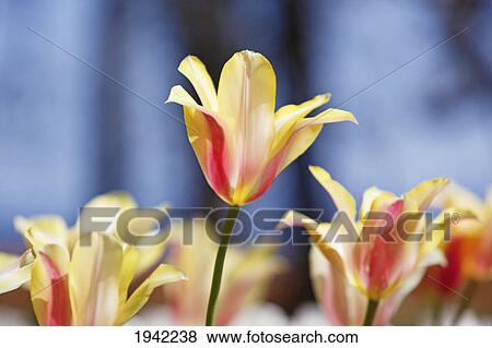 Stock Photo - Tulips In A Field At Wooden Shoe Tulip Farm; Woodburn Oregon United States Of America. Fotosearch