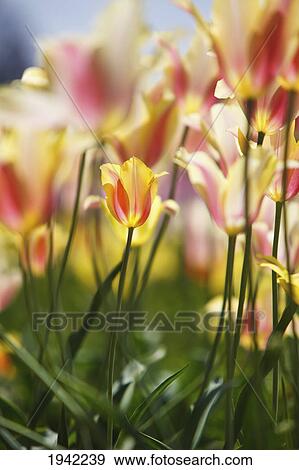 Stock Photo - Tulips In A Field At Wooden Shoe Tulip Farm; Woodburn Oregon United States Of America. Fotosearch
