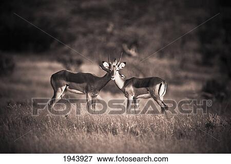 Stock Photo - Two Antelopes In A Field; Samburu Kenya. Fotosearch