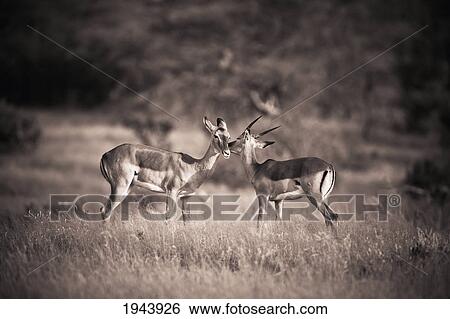 Two Antelopes Together In A Field; Samburu Kenya View Large Photo Image Stock Photograph - Two Antelopes Together In A Field; Samburu Kenya. Fotosearch