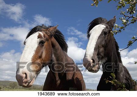 Two Clydesdale Horses Standing Side By Side In A Field; Northumberland England View Large Photo Image Stock Photo - Two Clydesdale Horses Standing Side By Side In A Field; Northumberland England. Fotosearch