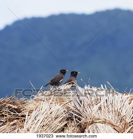 Two Common Minor Birds On Top Of A Pile Of Rice; Punakha District Bhutan View Large Photo Image Stock Image - Two Common Minor Birds On Top Of A Pile Of Rice; Punakha District Bhutan. Fotosearch