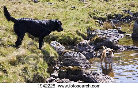 Two Dogs Playing At The Water's Edge In Angle Tarn; Lake District Cumbria England View Large Photo Image Stock Photography - Two Dogs Playing At The Water's Edge In Angle Tarn; Lake District Cumbria England. Fotosearch