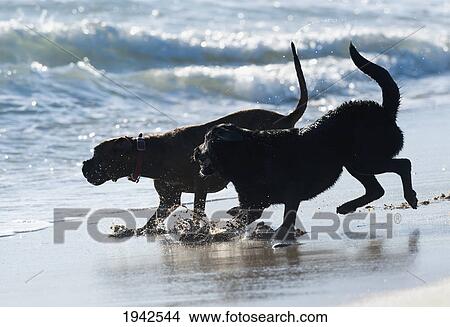 Two Dogs Playing In The Water On The Beach At Punta Paloma; Tarifa Cadiz Andalusia Spain View Large Photo Image Picture - Two Dogs Playing In The Water On The Beach At Punta Paloma; Tarifa Cadiz Andalusia Spain. Fotosearch