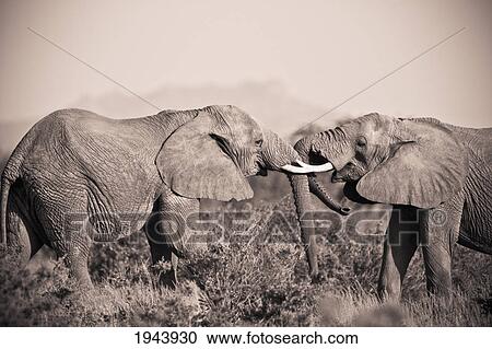 Stock Image - Two Elephants With Their Trunks Touching; Samburu Kenya. Fotosearch