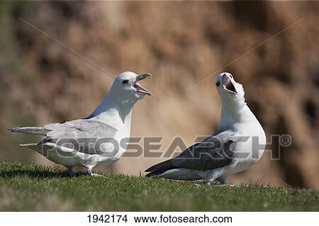 Picture - Two Fulmar (Procellariidae) With Beaks Open; Noss Scotland. Fotosearch