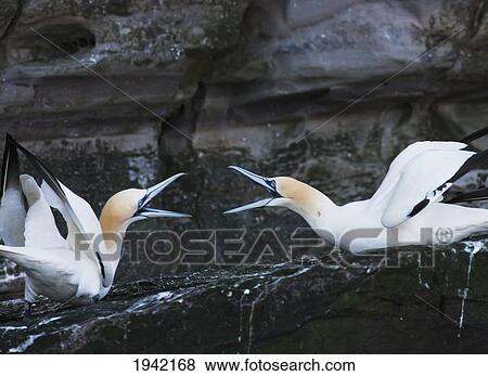 Stock Photo - Two Gannets In Conflict; Noss Scotland. Fotosearch