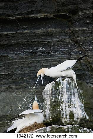 Stock Image - Two Gannets Talking With One Another On A Rock; Noss Scotland. Fotosearch