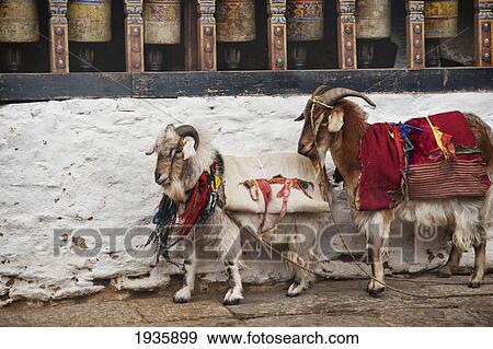 Stock Photo - Two Goats Wrapped In Decorative Blankets Standing Against A Wall In The Trongsa Dzong; Trongsa, Trongsa District, Bhutan. Fotosearch