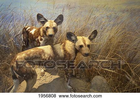 two hyenas in the grass; san francisco california united states of america View Large Photo Image Stock Photo - two hyenas in the grass; san francisco california united states of america. Fotosearch