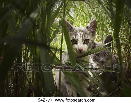Two Kittens Peering Through Tall Grass; Beaverhill Lake Alberta Canada View Large Photo Image Stock Photo - Two Kittens Peering Through Tall Grass; Beaverhill Lake Alberta Canada. Fotosearch