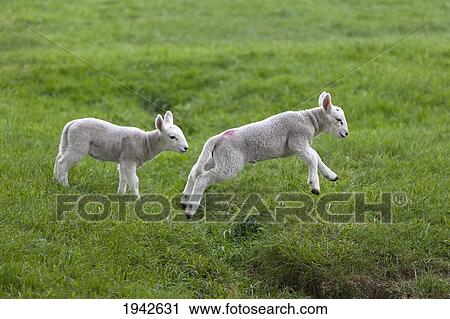 Stock Image - Two Lambs In Green Field; Northumberland England. Fotosearch
