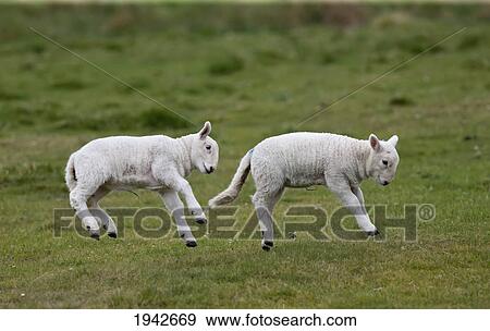 Stock Photo - Two Lambs Leaping In The Air; Northumberland England. Fotosearch