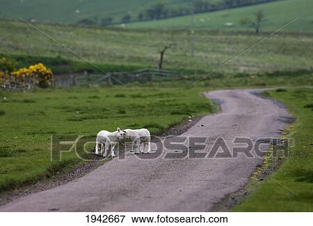 Two Lambs Standing Together On A Road; Northumberland England View Large Photo Image Stock Photo - Two Lambs Standing Together On A Road; Northumberland England. Fotosearch