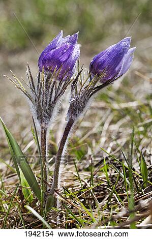 Picture - Two Prairie Crocuses; Calgary Alberta Canada. Fotosearch