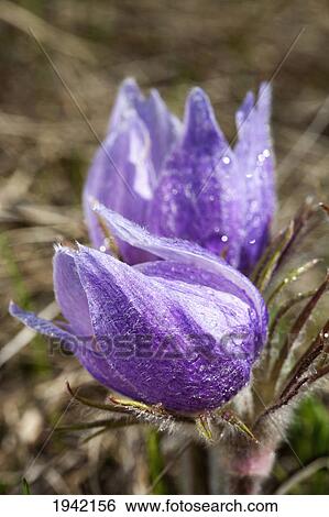 Stock Photograph - Two Prairie Crocuses With Water Droplets; Calgary Alberta Canada. Fotosearch