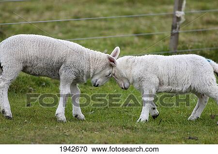 Stock Image - Two Sheep Go Head To Head; Northumberland England. Fotosearch