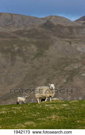 Two Sheep On The Grass On A Hill; Shetland Scotland View Large Photo Image Stock Image - Two Sheep On The Grass On A Hill; Shetland Scotland. Fotosearch