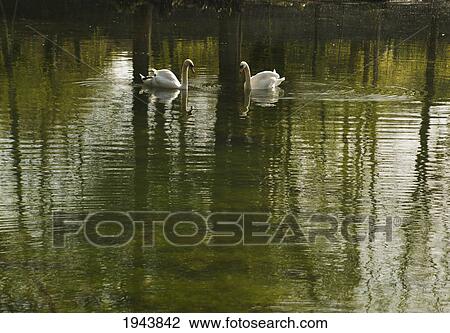 Stock Image - Two Swans On A Pond; Kilkenny County Kilkenny Ireland. Fotosearch