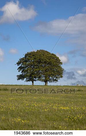 Stock Photograph - Two Trees Side By Side In A Field; Northumberland England. Fotosearch