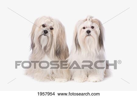Picture - two white lhasa apso puppies; st. albert alberta canada. Fotosearch