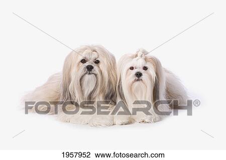 two white lhasa apso pupppies; st. albert alberta canada View Large Photo Image Stock Image - two white lhasa apso pupppies; st. albert alberta canada. Fotosearch